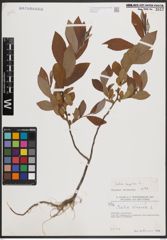 Foto von Salix caprea L.